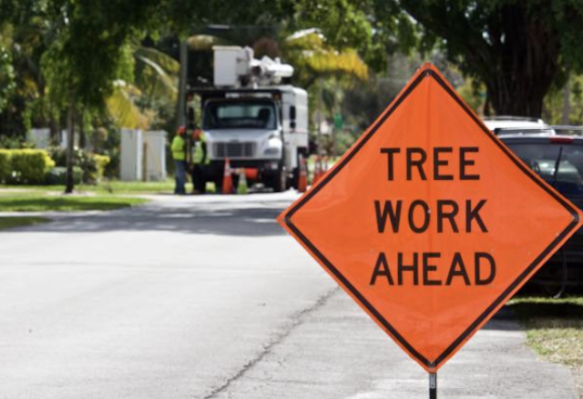 tree removal Hillsborough nj
