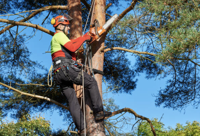 tree pruning somerset