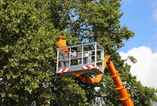 tree trimming nj