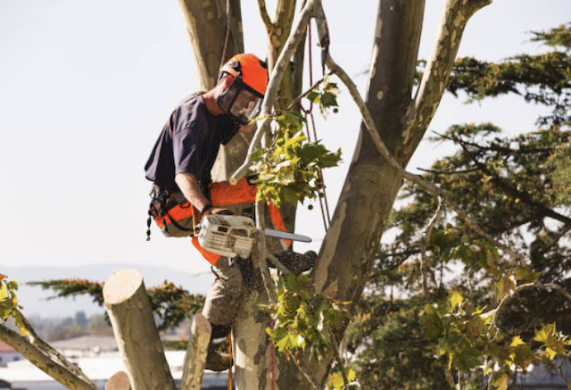 tree removal somerset