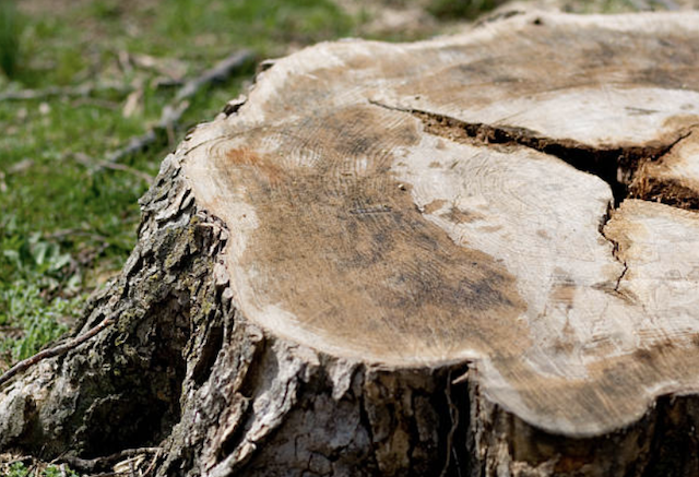 stump grinding nj