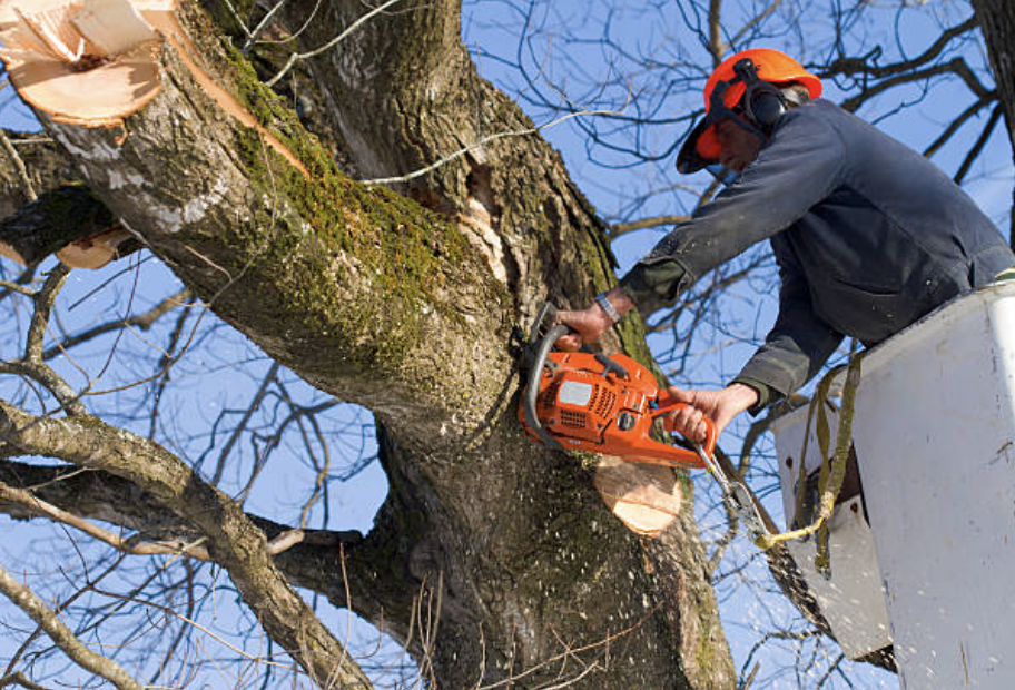 tree trimming somerset nj